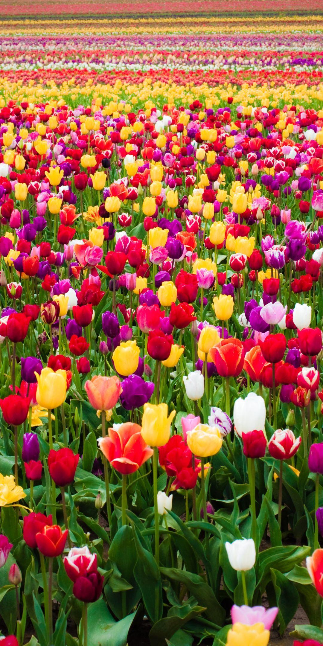 Colorful Tulips Wallpapers - Wallpaper Cave