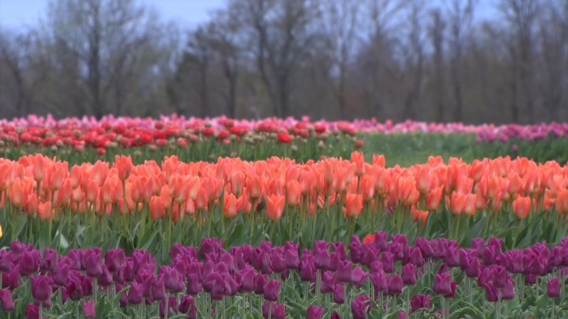 Nearly 2 million tulips on display at Jersey farm