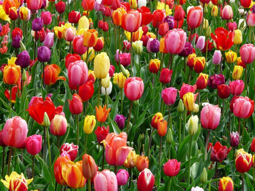 The Dutch and Tulips: How did Tulips in the Netherlands become a