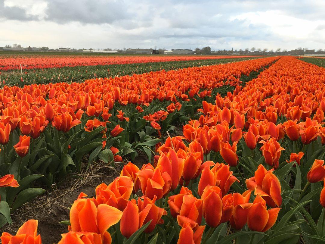 Where to Find the Best Tulip Fields in the Netherlands