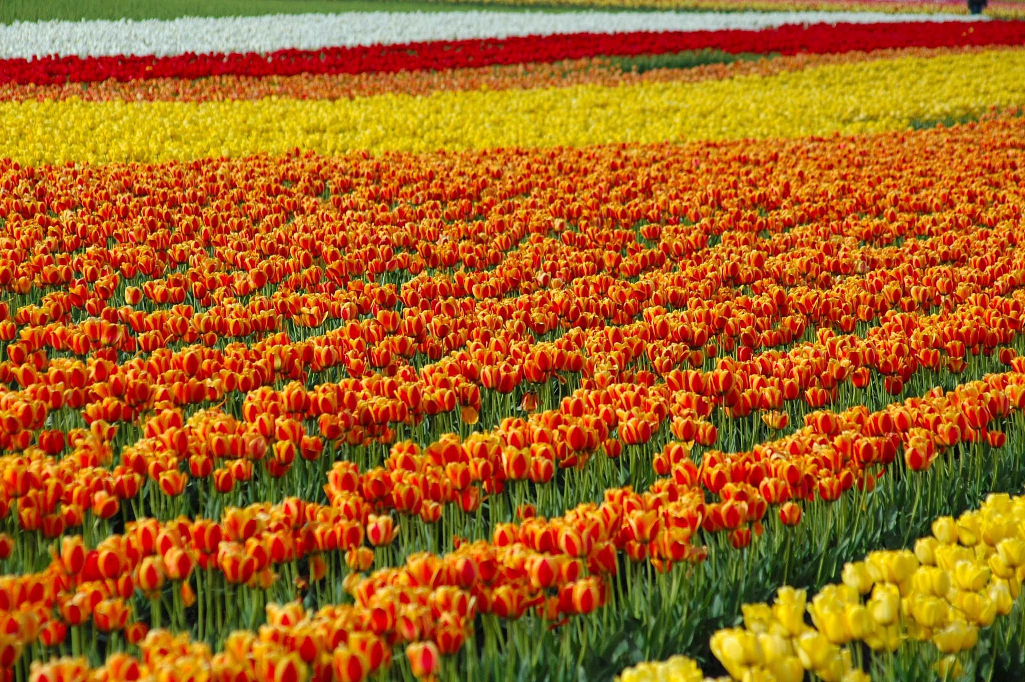 Check out Asia's largest Tulip Garden in Srinagar in Full Bloom