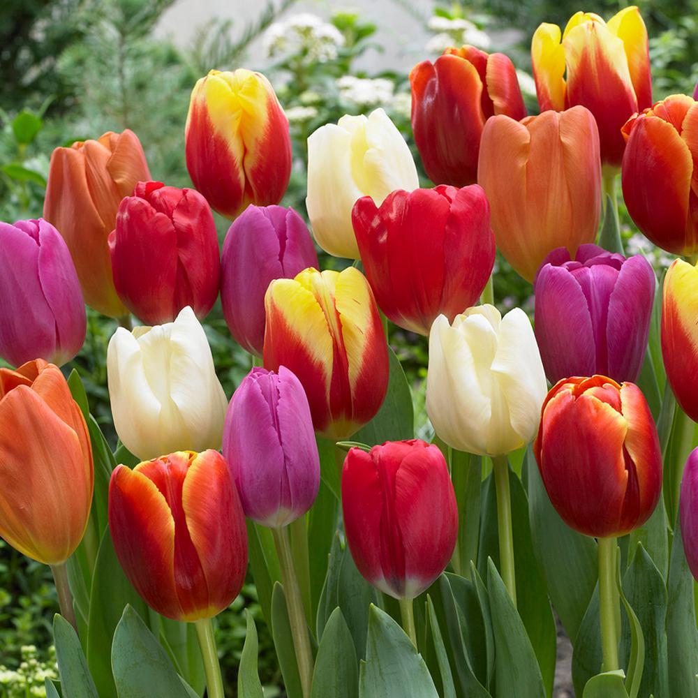 Tulips & Butterfly wallpaper Collection