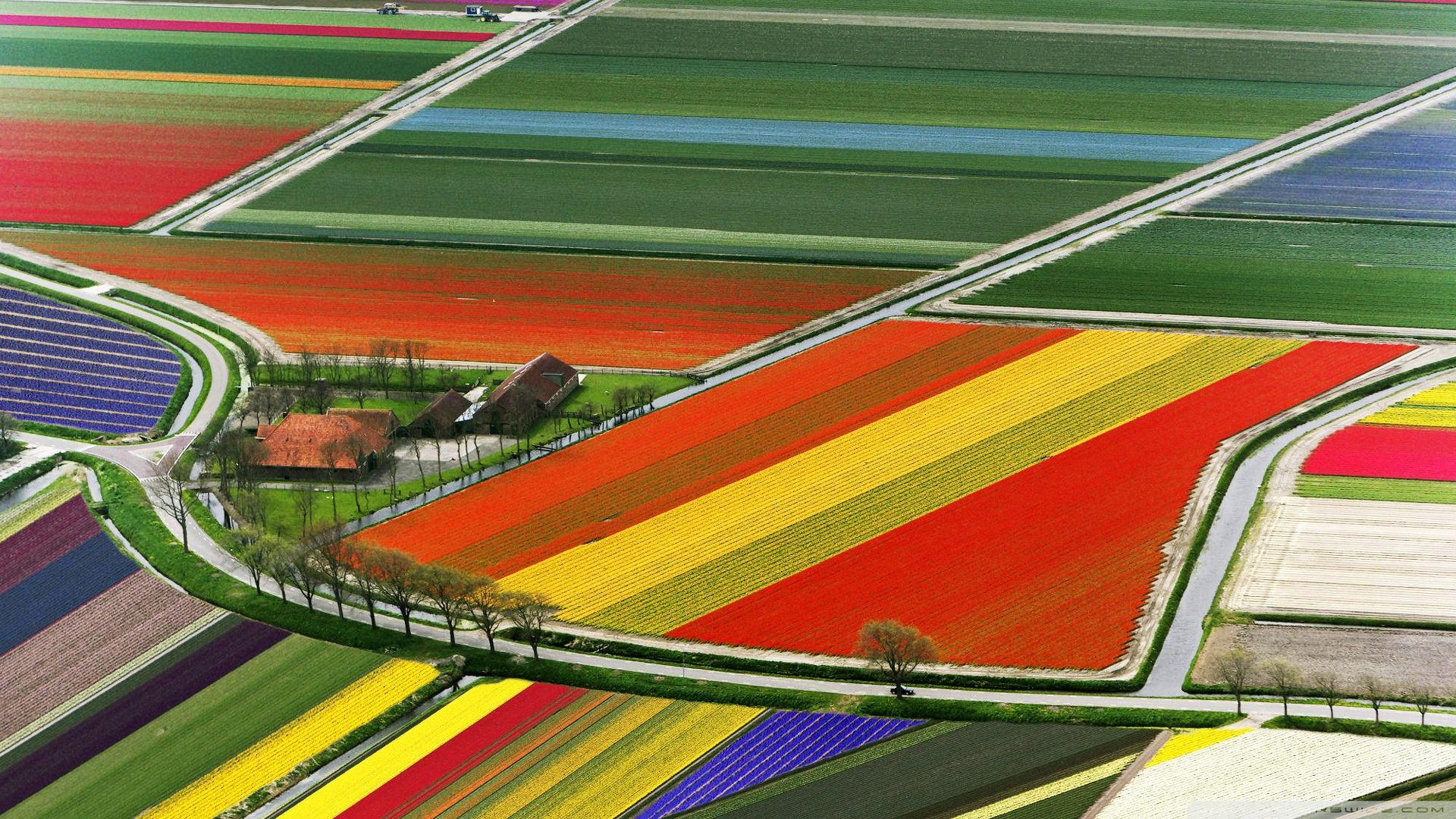 Aerial View Of Tulip Flower Fields, Amsterdam, The Netherlands ❤ 4K