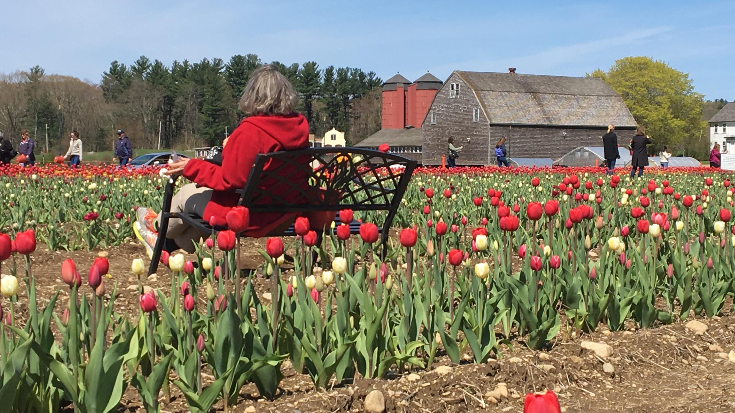 Johnston tulip farm open for business