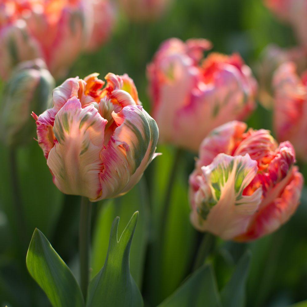 Floret's favorites: Tulips