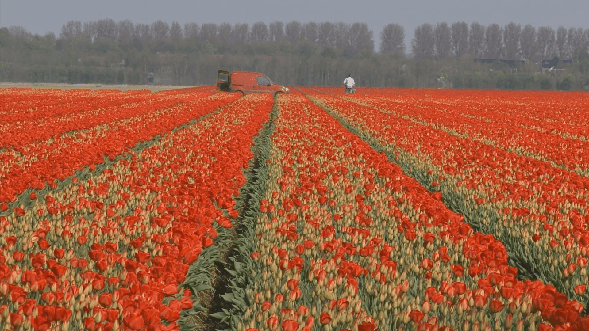 Bulb fields, Tulip rows, workers in field. Tulip fields in the Dutch polder NOORDOOSTPOLDER, THE NETHERLANDS Stock Video Footage