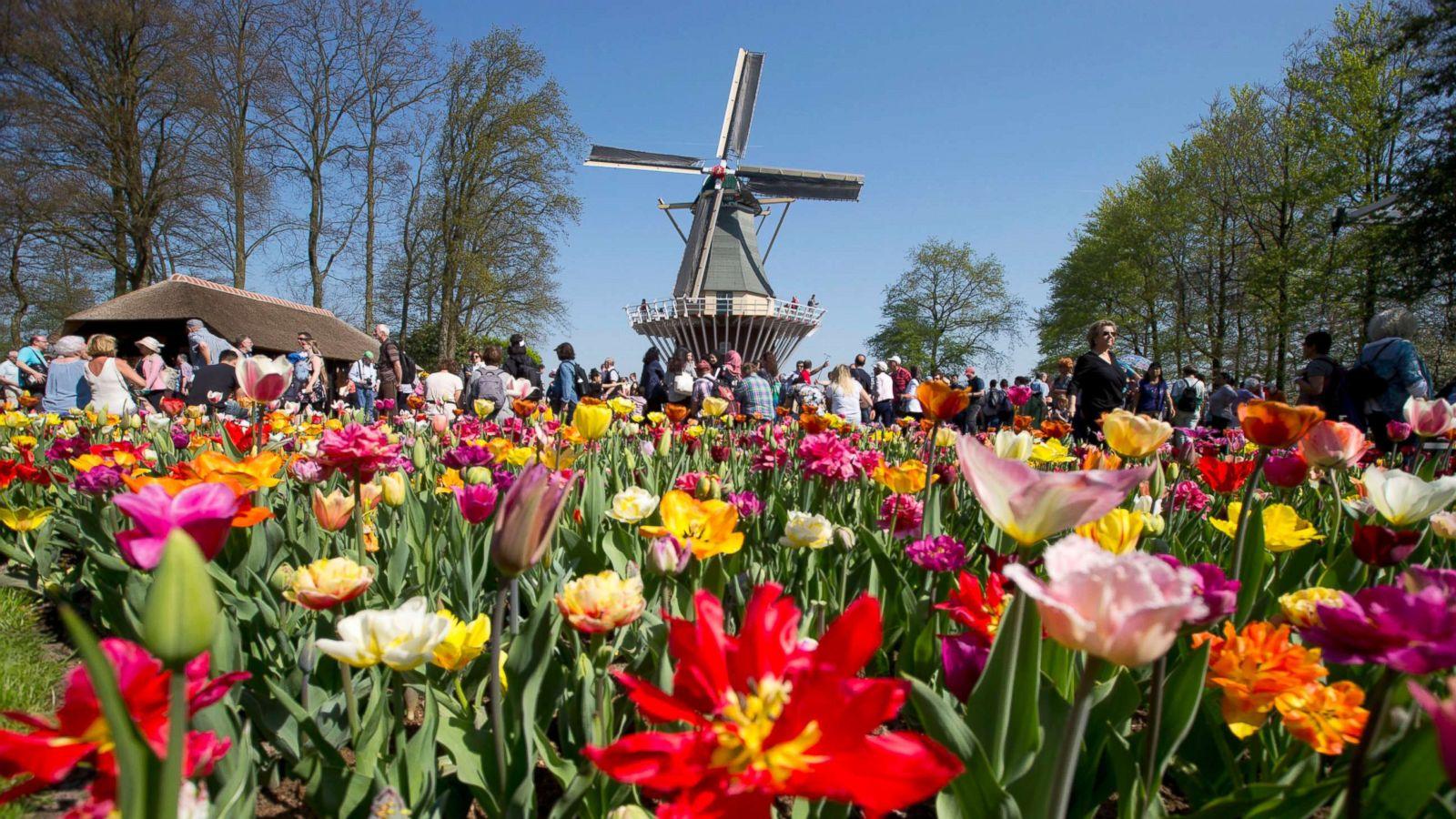The 'Garden of Europe' is in full bloom in The Netherlands