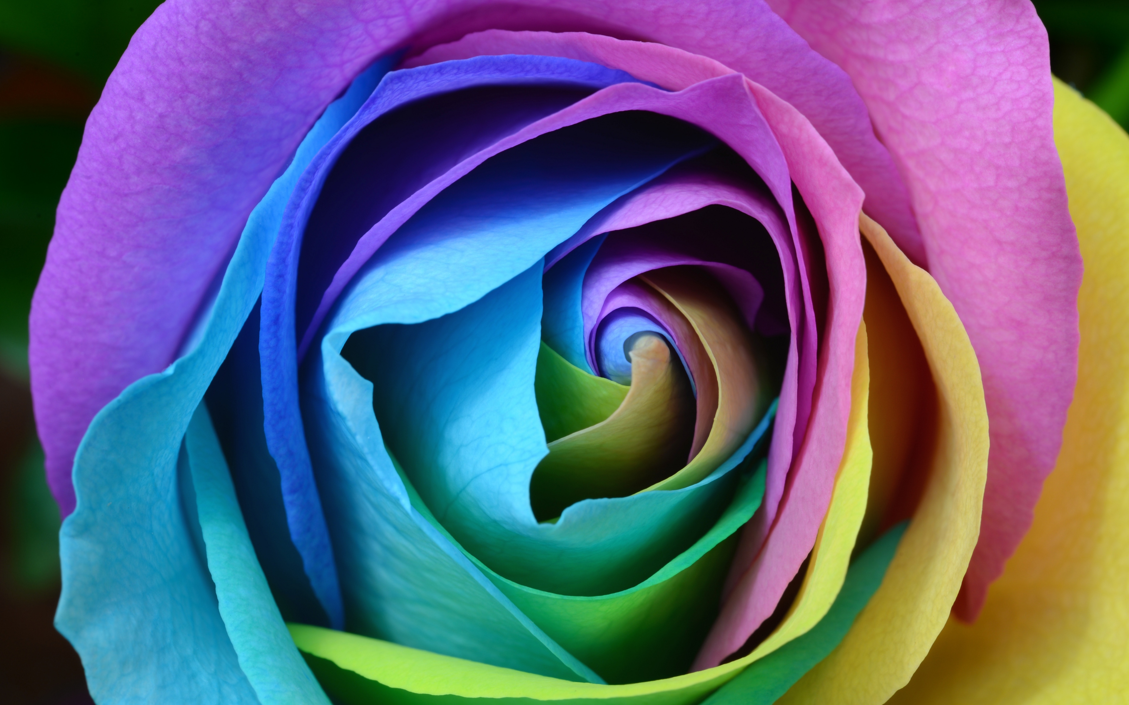 Download Wallpaper Multicolored Rose, 4k, Bud, Close Up, Rainbow