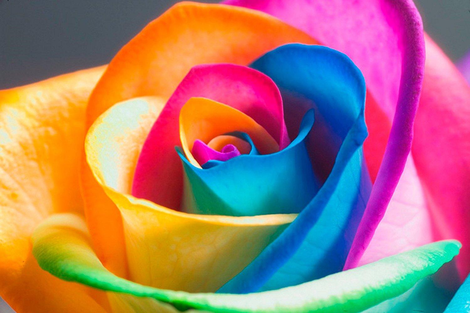 Rainbow Rose Wallpaper, Download picture of a animated HD rainbow