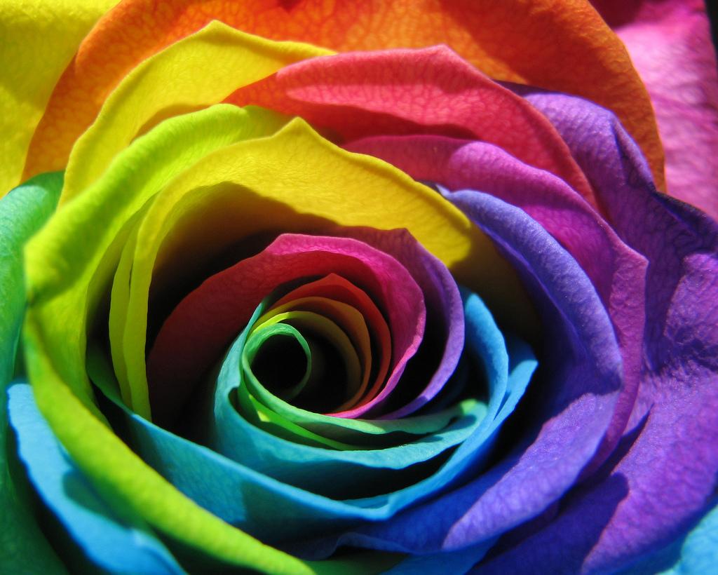 Rainbow Rose Flower Rose Up Close Wallpaper
