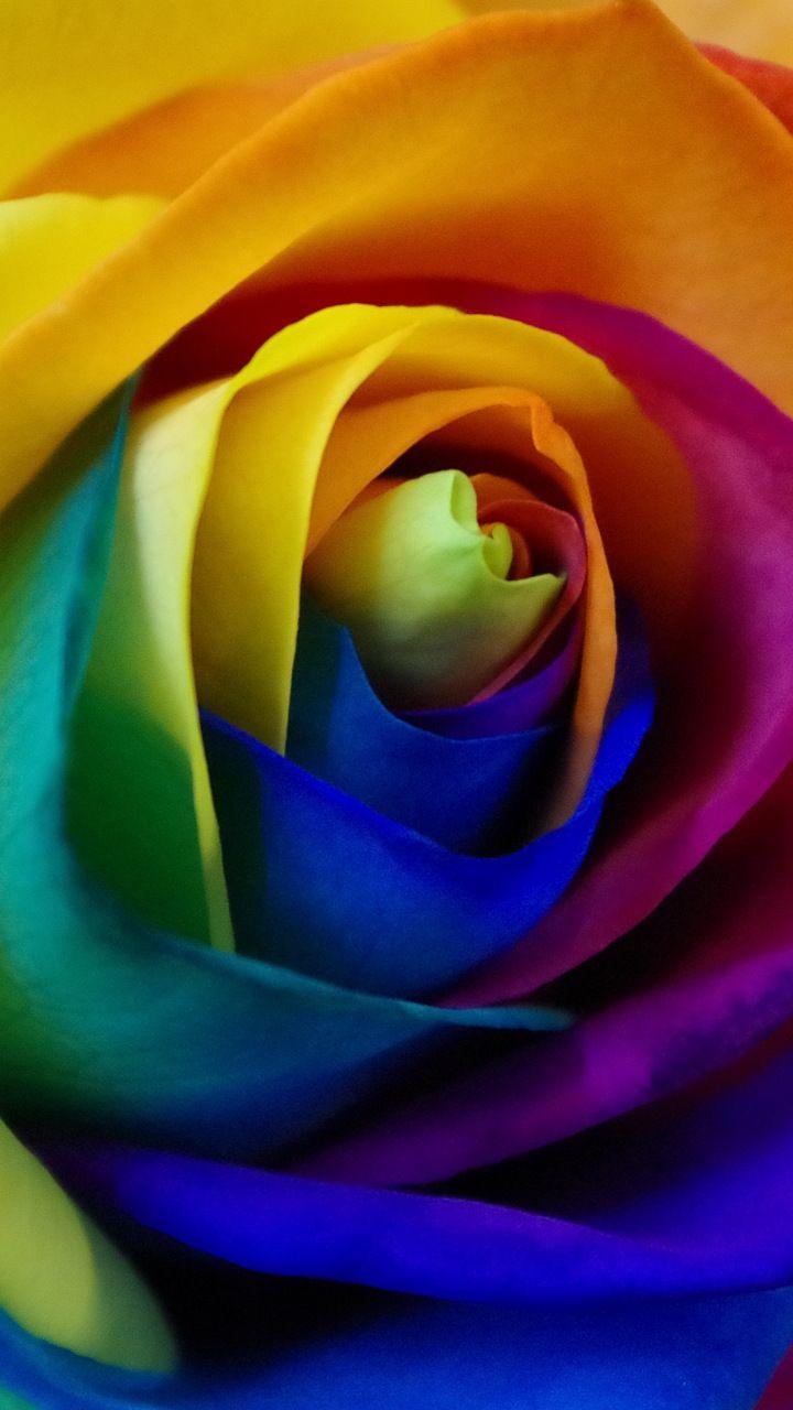 Colorful, rose, close up, 720x1280 wallpaper. CALEIDOSCOPE OF