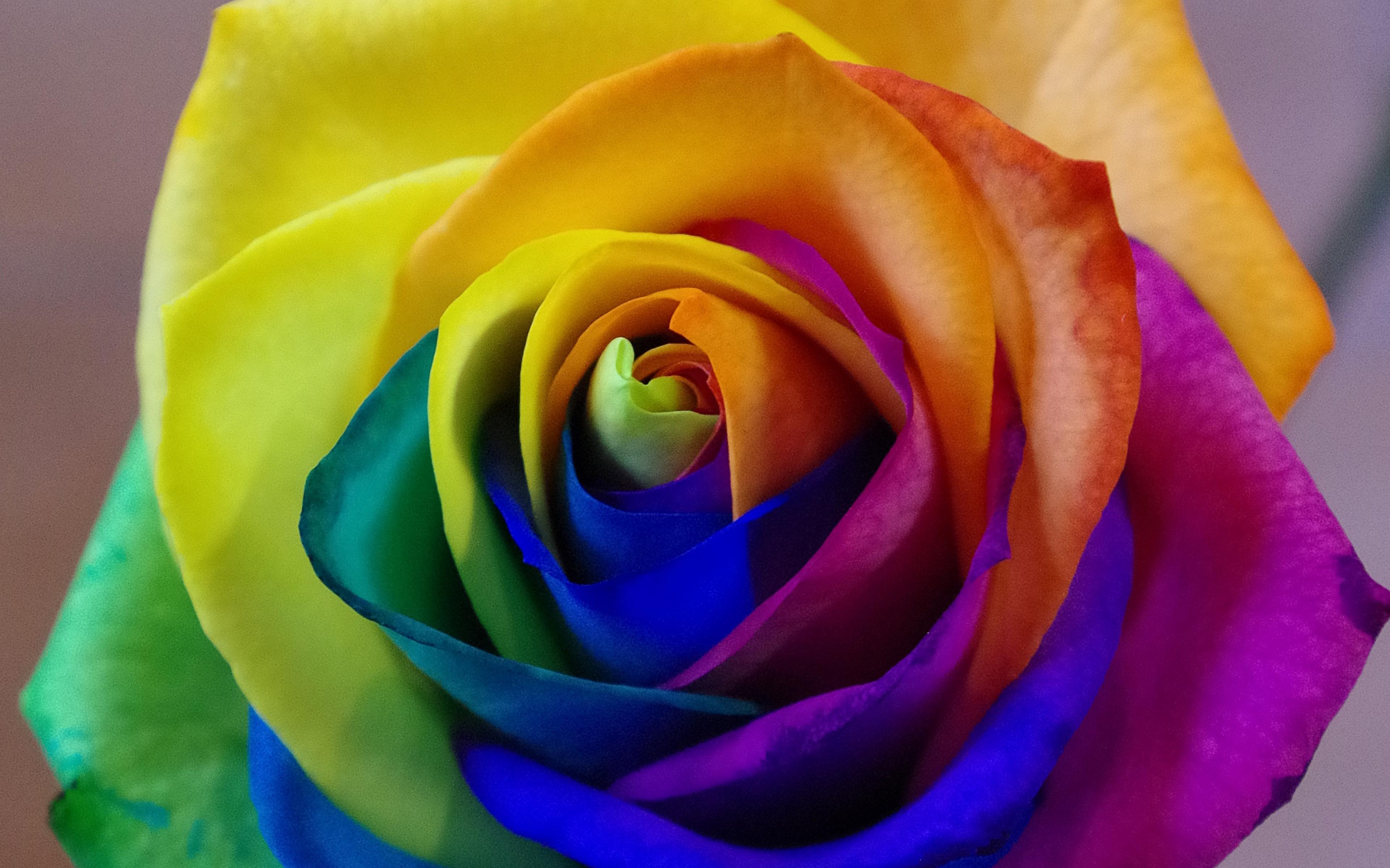 Download Wallpaper 4k, Colorful Rose, Bud, Close Up, Rainbow, Roses