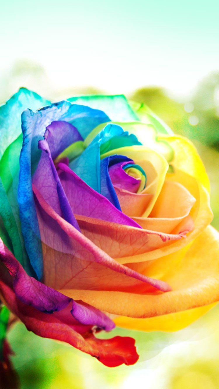 New iPhone 6 & 6S Wallpaper & Background in HD Quality. Wallpaper iphone roses, Rainbow wallpaper background, Rainbow wallpaper