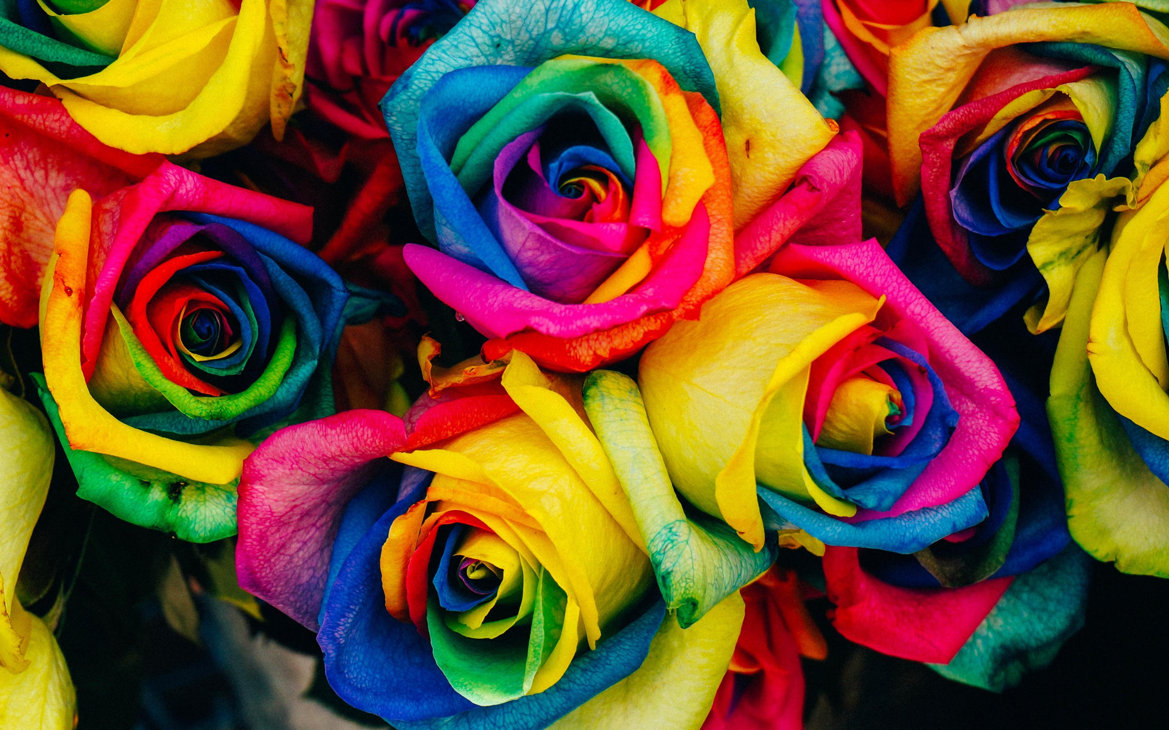 Download Wallpaper Colorful Roses, 4k, Bouquet, Close Up, Rainbow