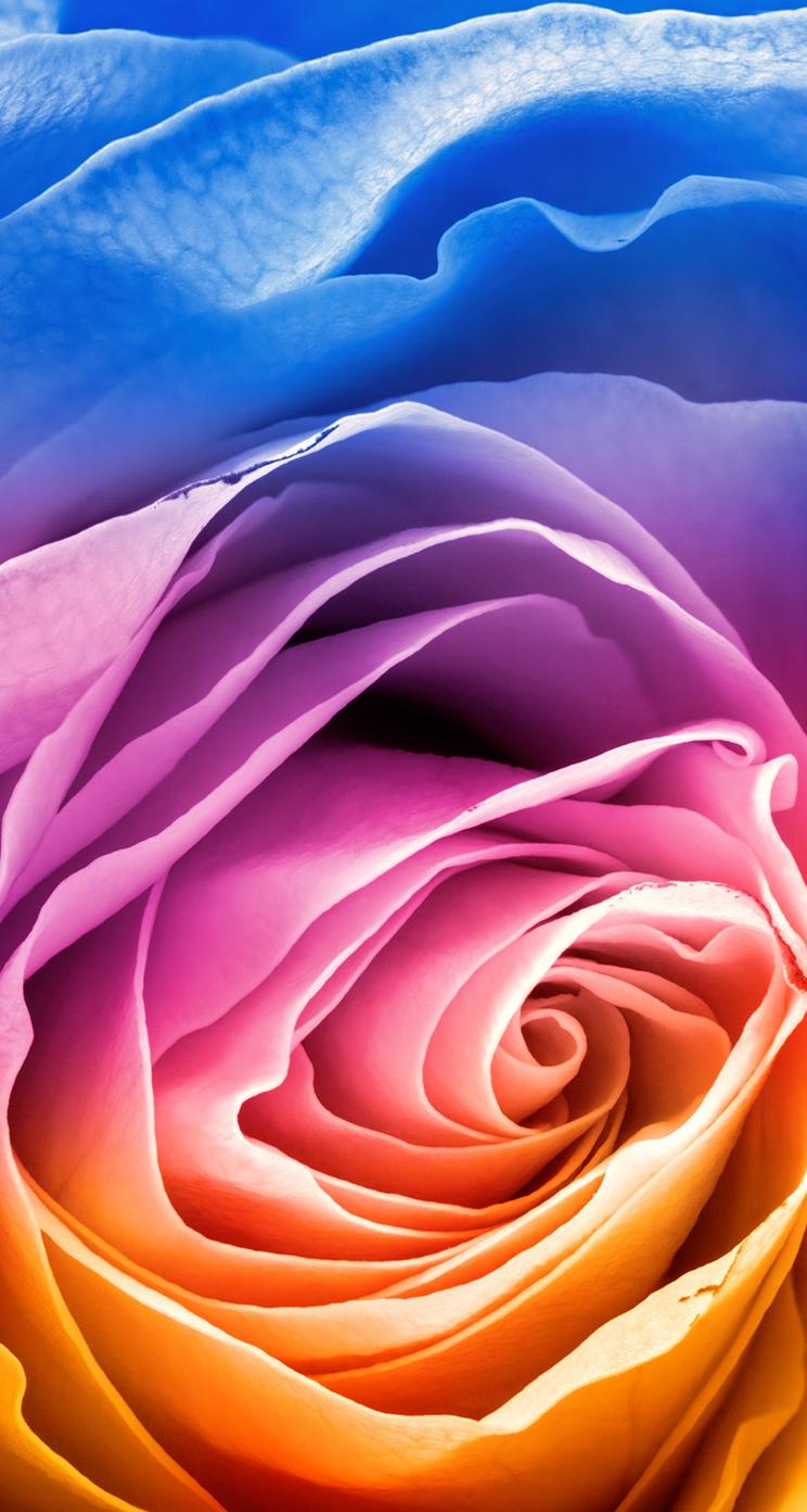Rainbow Rose iPhone se Free Download
