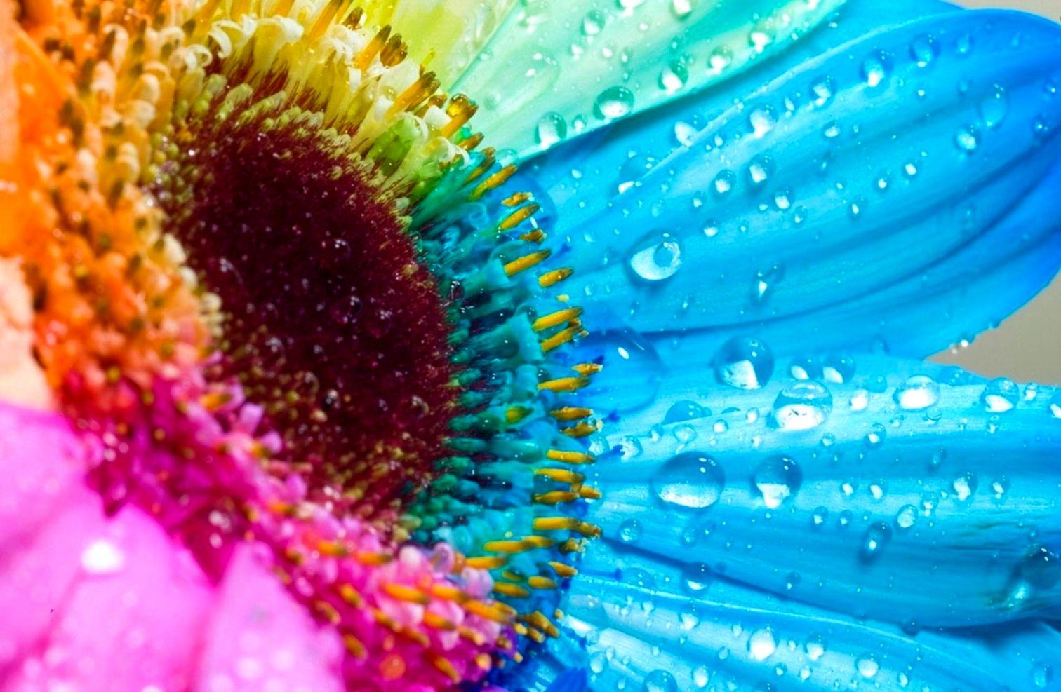 Rainbow Flower On Rain