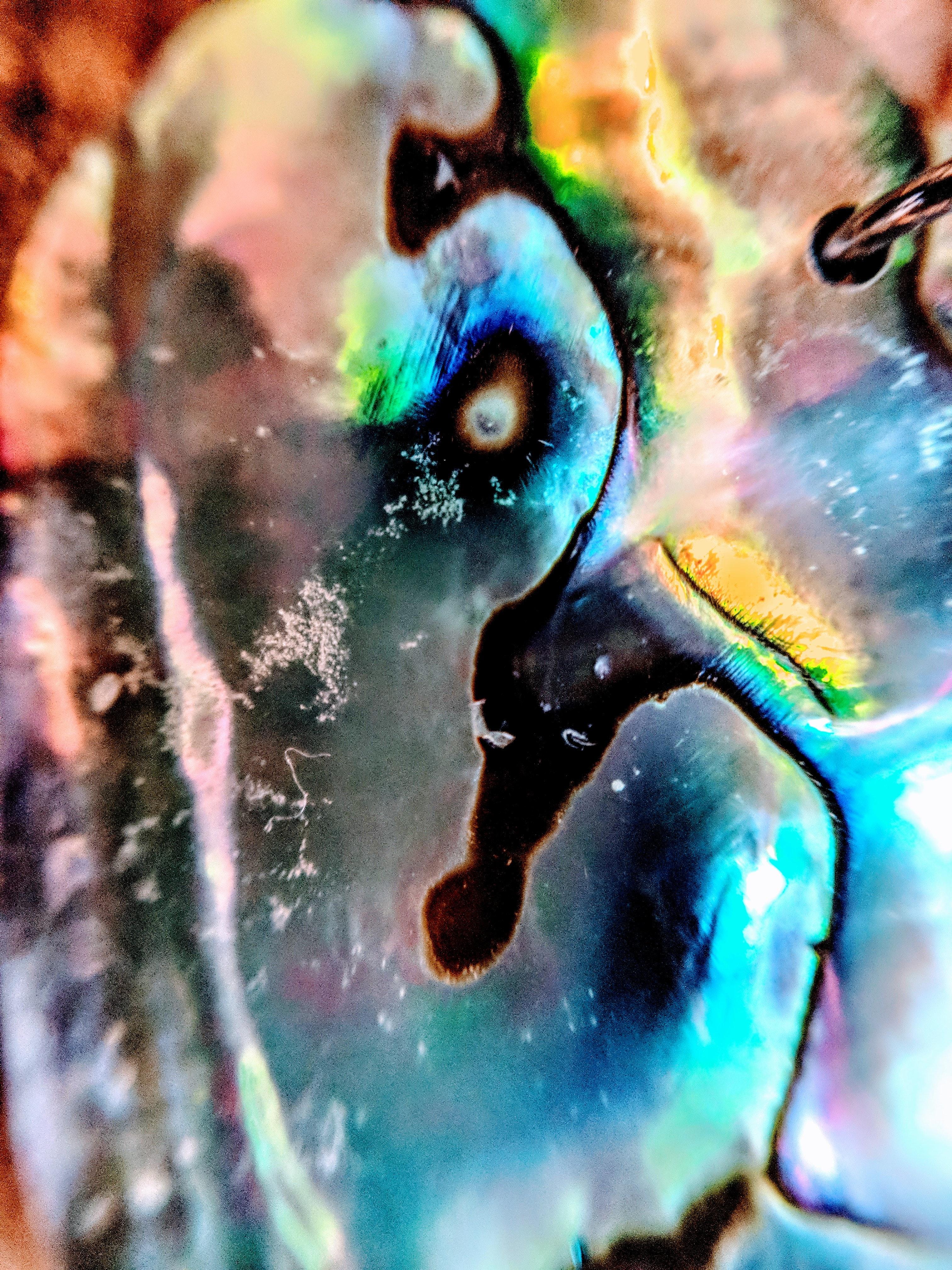 Free of Abalone, close up, rainbow colors
