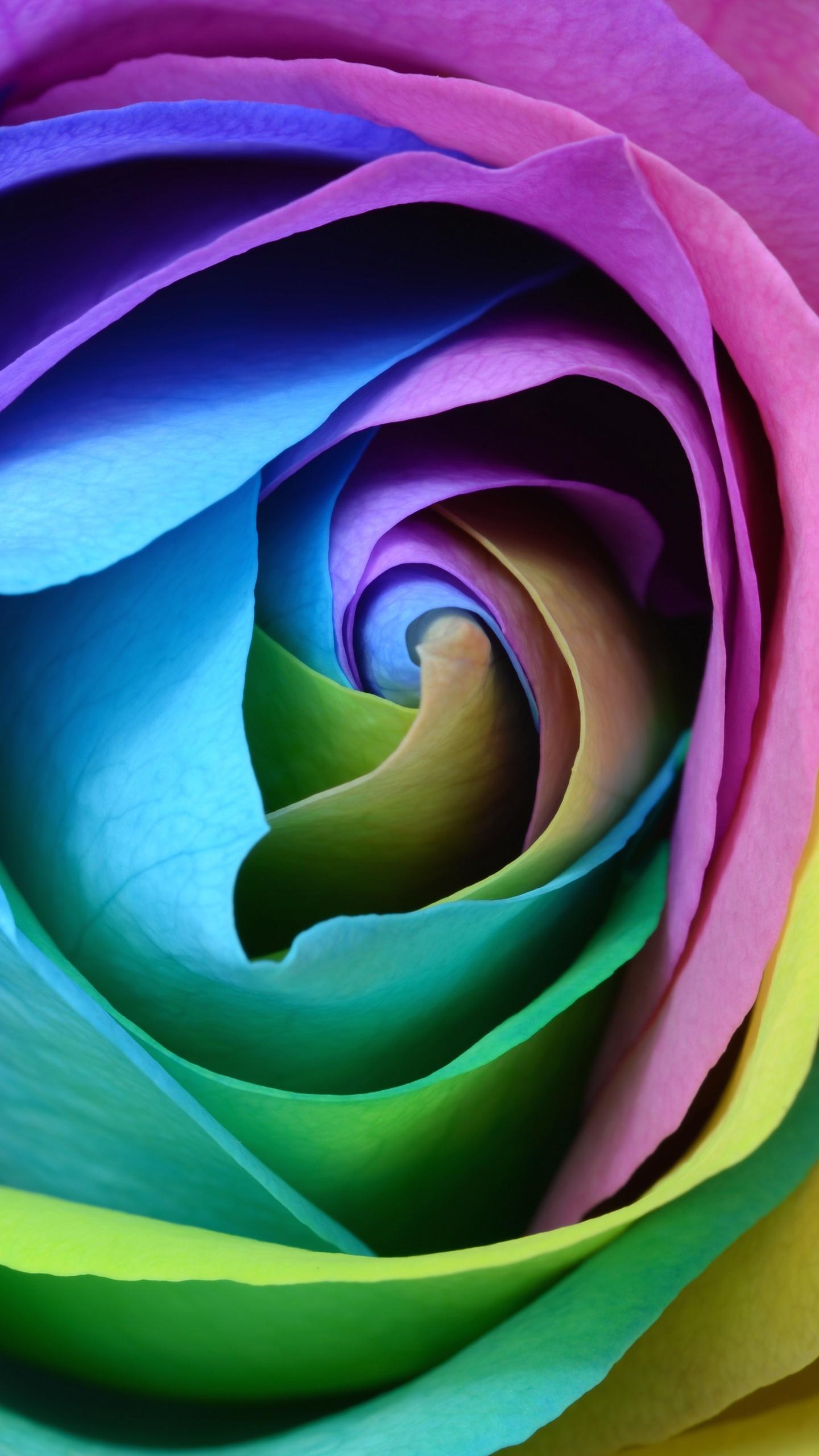 Download Wallpaper 1440x2560 Rose, Colorful, Bud, Close Up Qhd