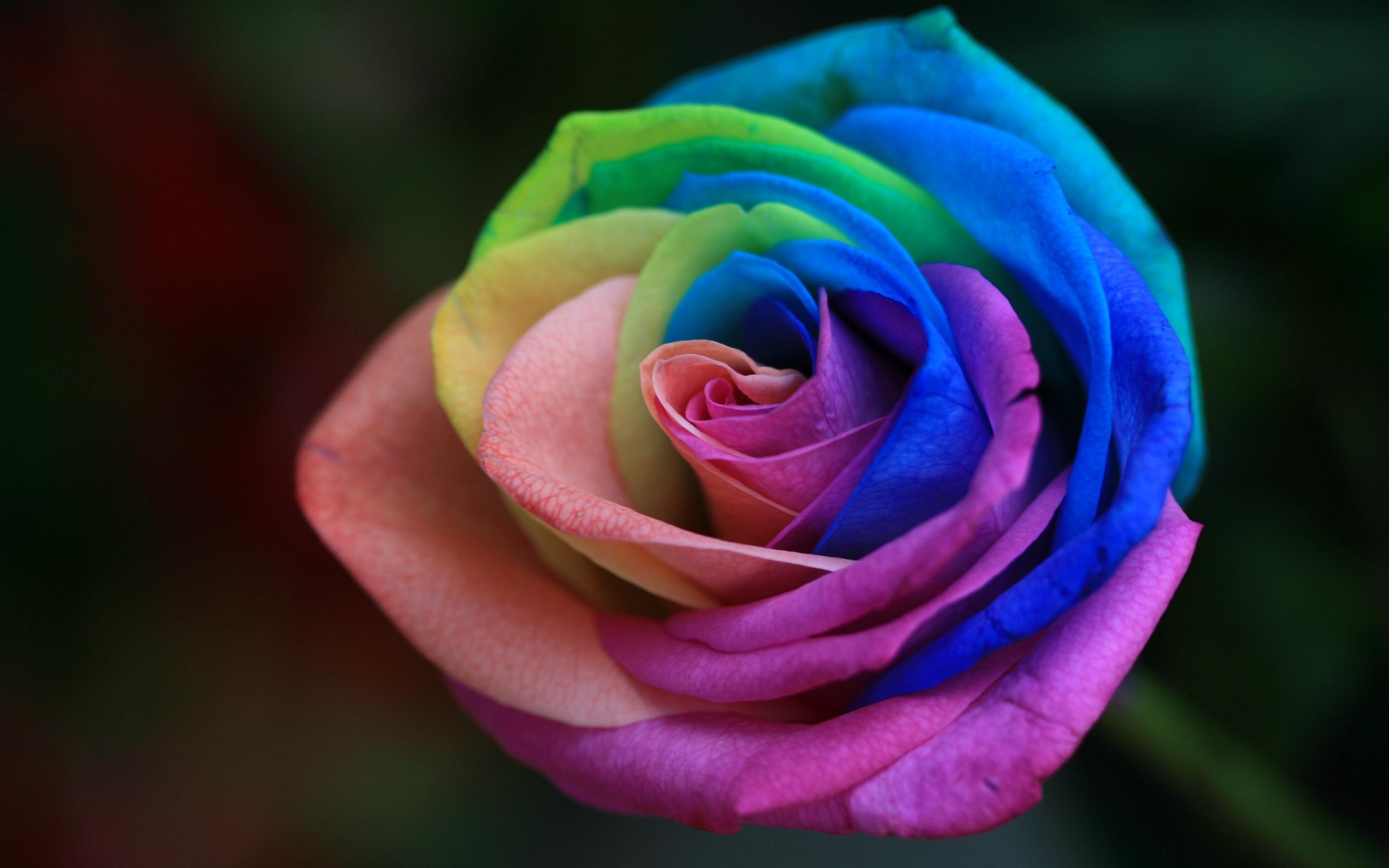 Download Wallpaper Colorful Roses, Close Up, Bouquet, Buds, Rainbow