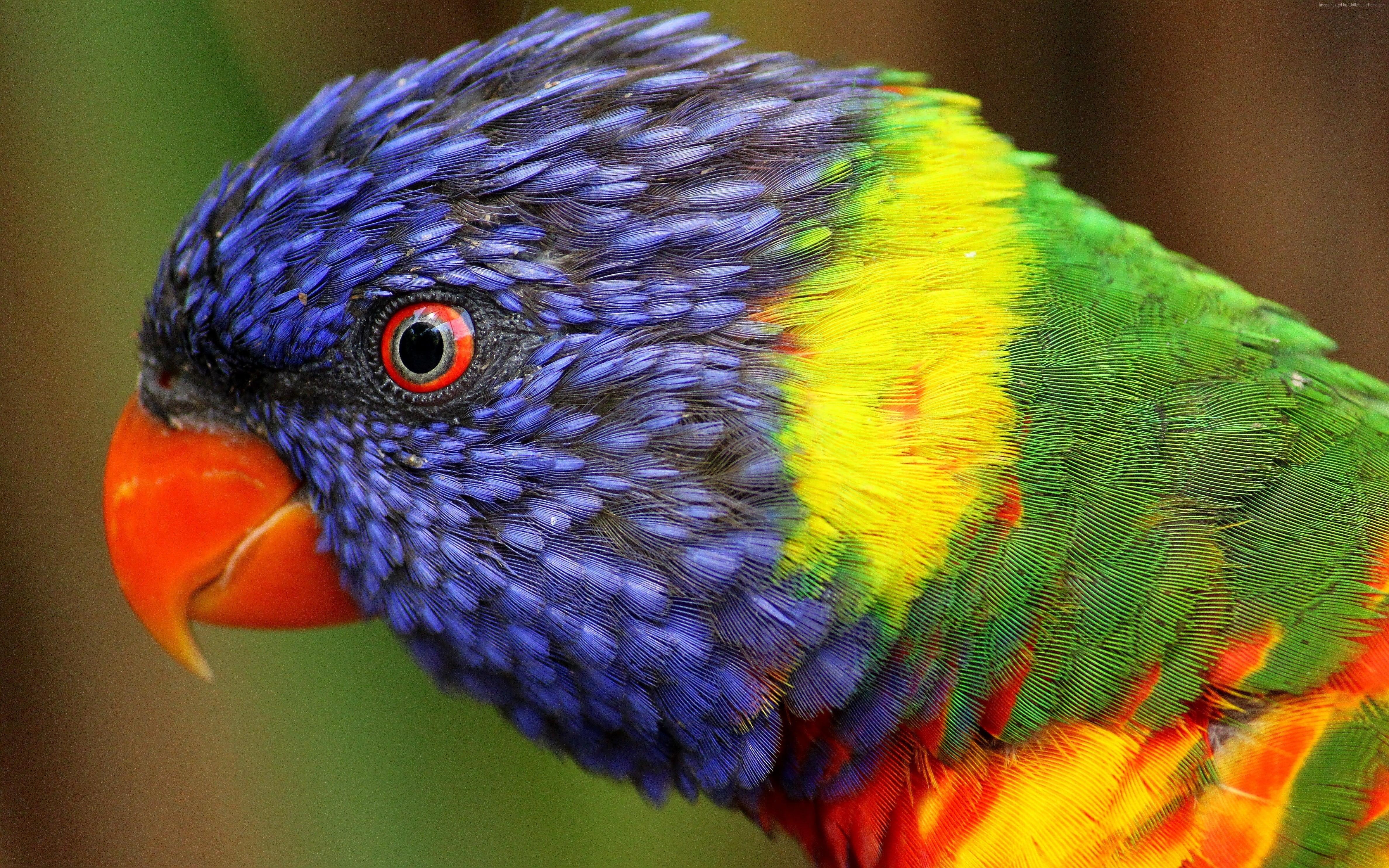 Multicolored Parrot Close Up Photo HD Wallpaper