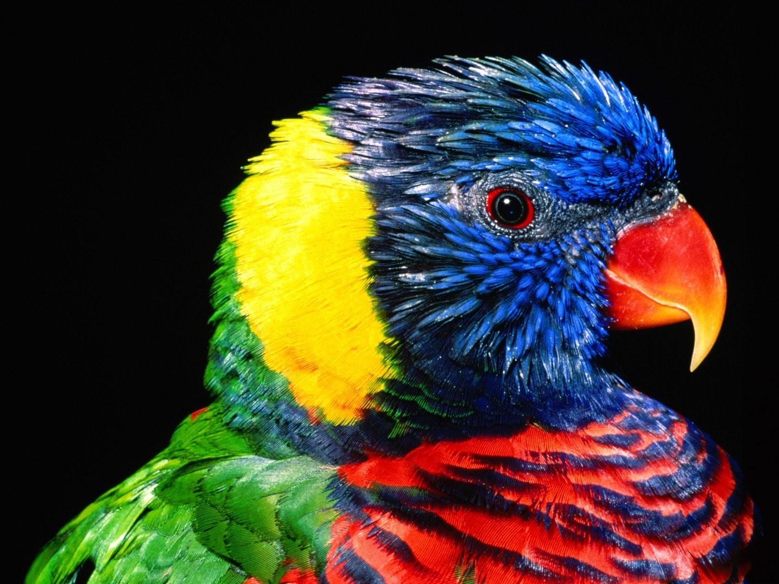 Rainbow Colorful Parrot Bird Wallpaper