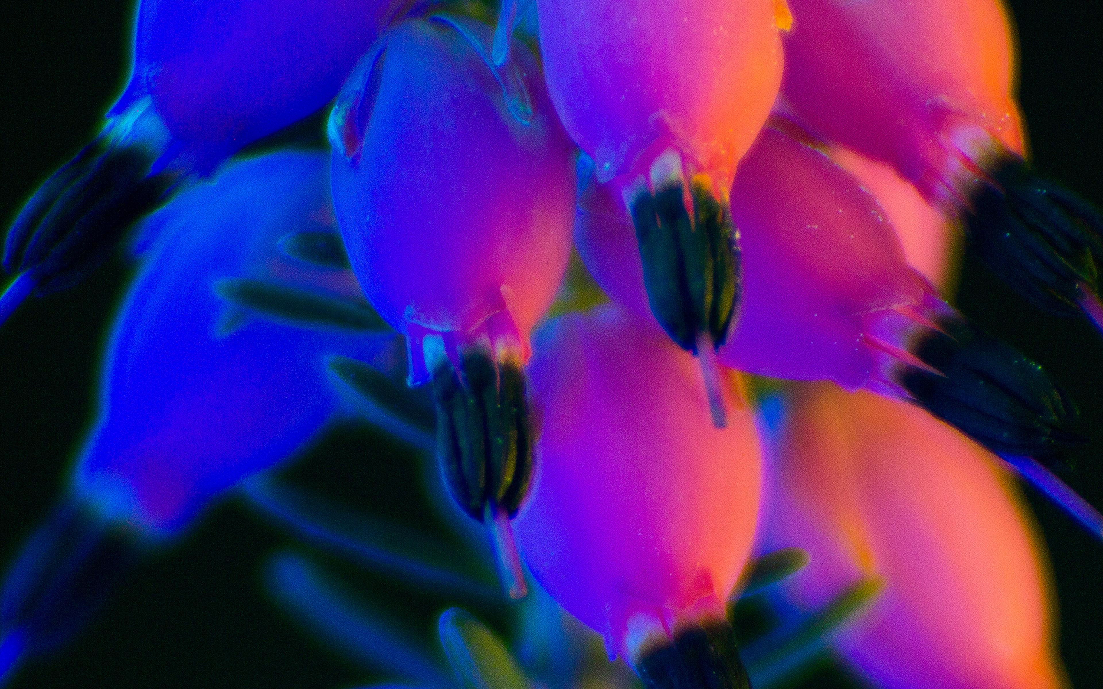Flower Neon Rainbow Art Dark 4k HD Wallpaper HD and 4k Wallpaper