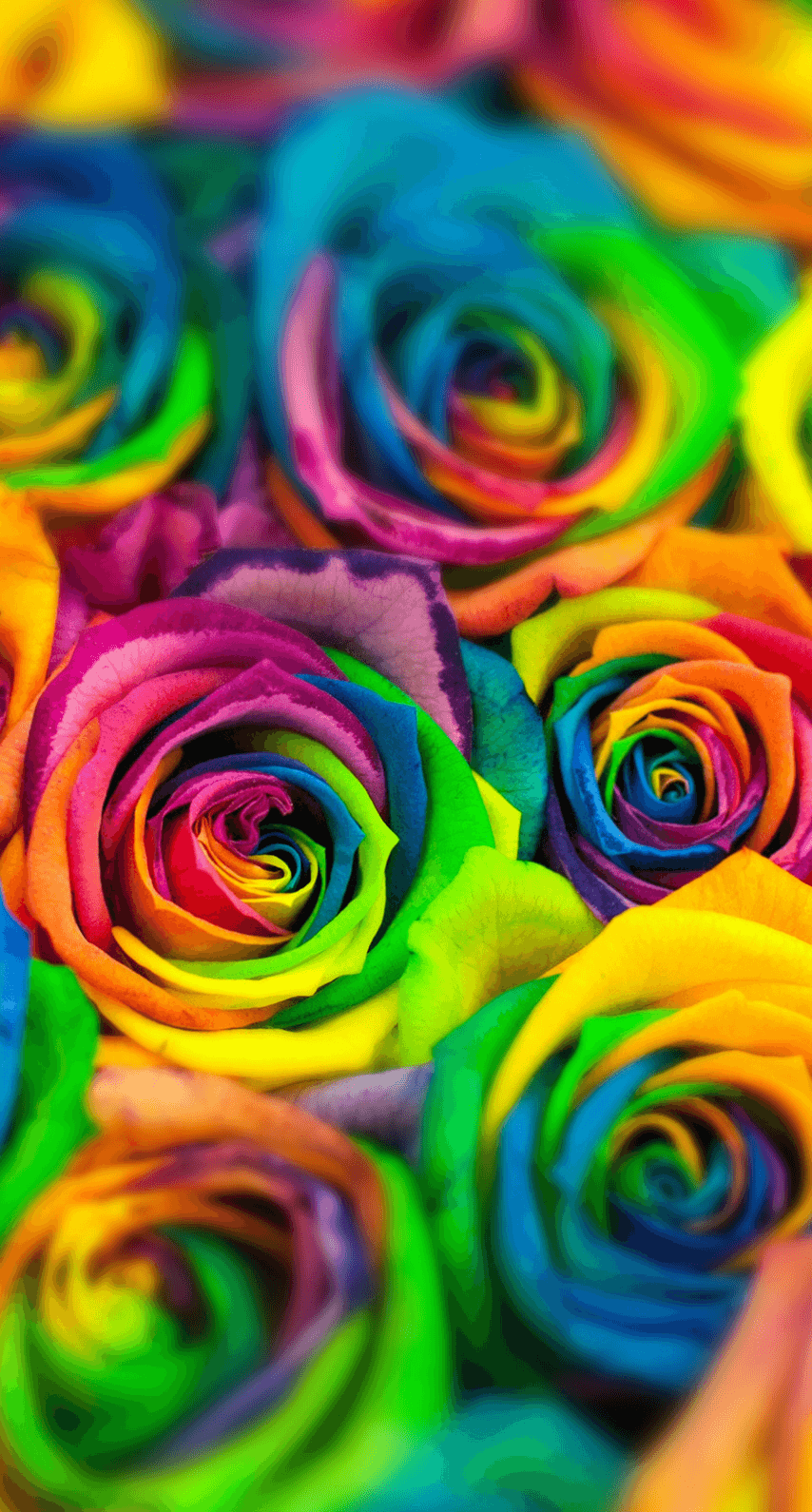 Rainbow Roses Wallpaper (30 + Background Picture)