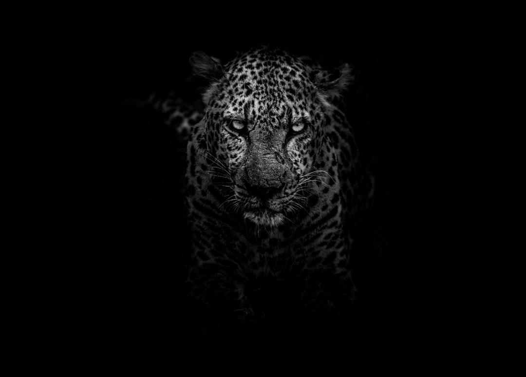 Panther Picture. Download Free Image