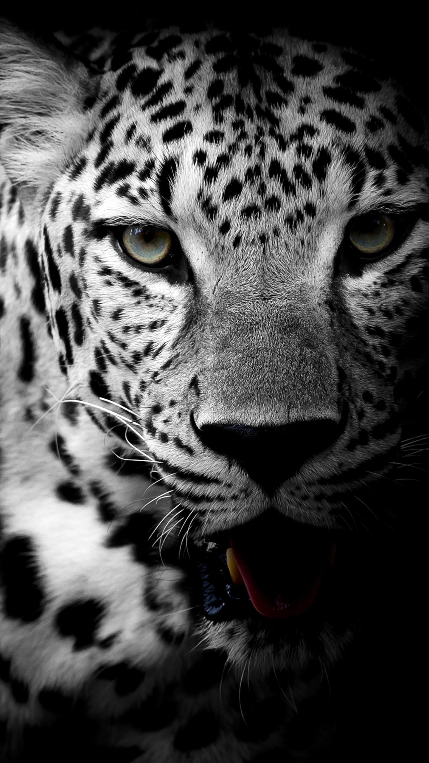 Wallpaper Leopard, Dark background, HD, 4K, Animals