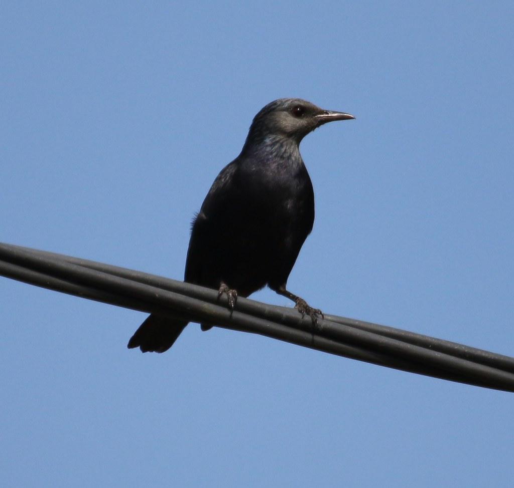 Waller's Starling Wallpapers - Wallpaper Cave