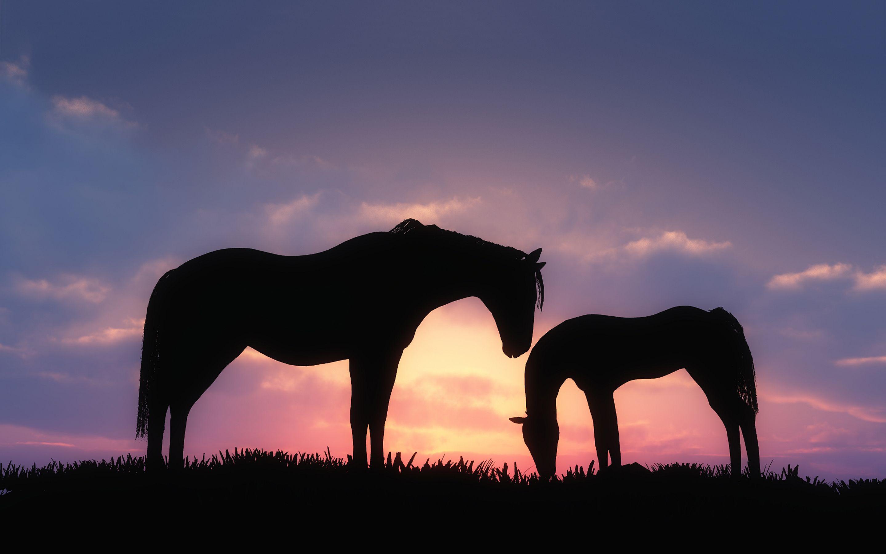 silhouette of sunset. Horses sunset silhouette Wallpaper Picture