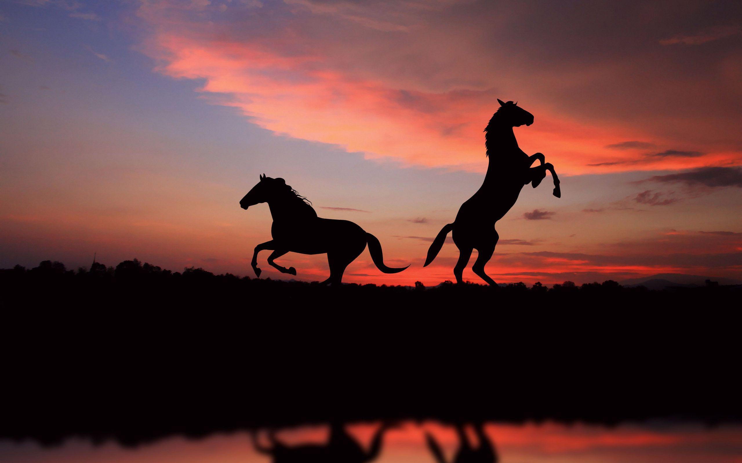 sunset silhouettes. Horse silhouettes in the sunset light