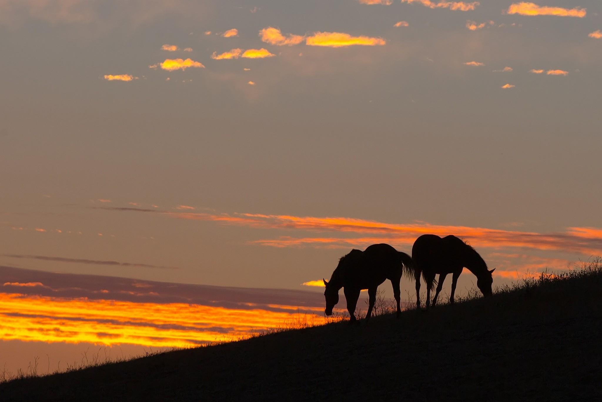 landscape animals horse silhouette wallpaper and background