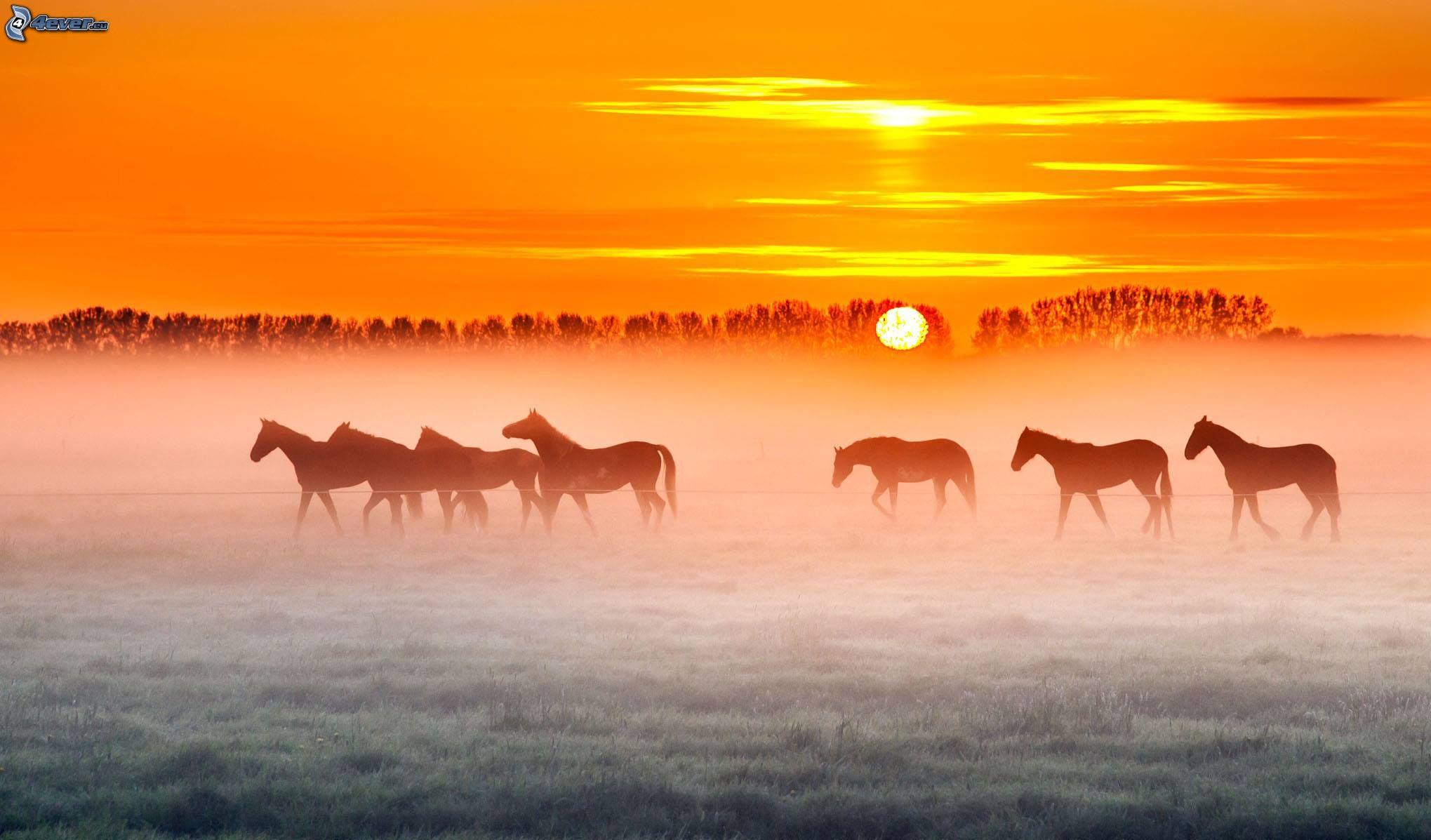 Silhouettes of horses