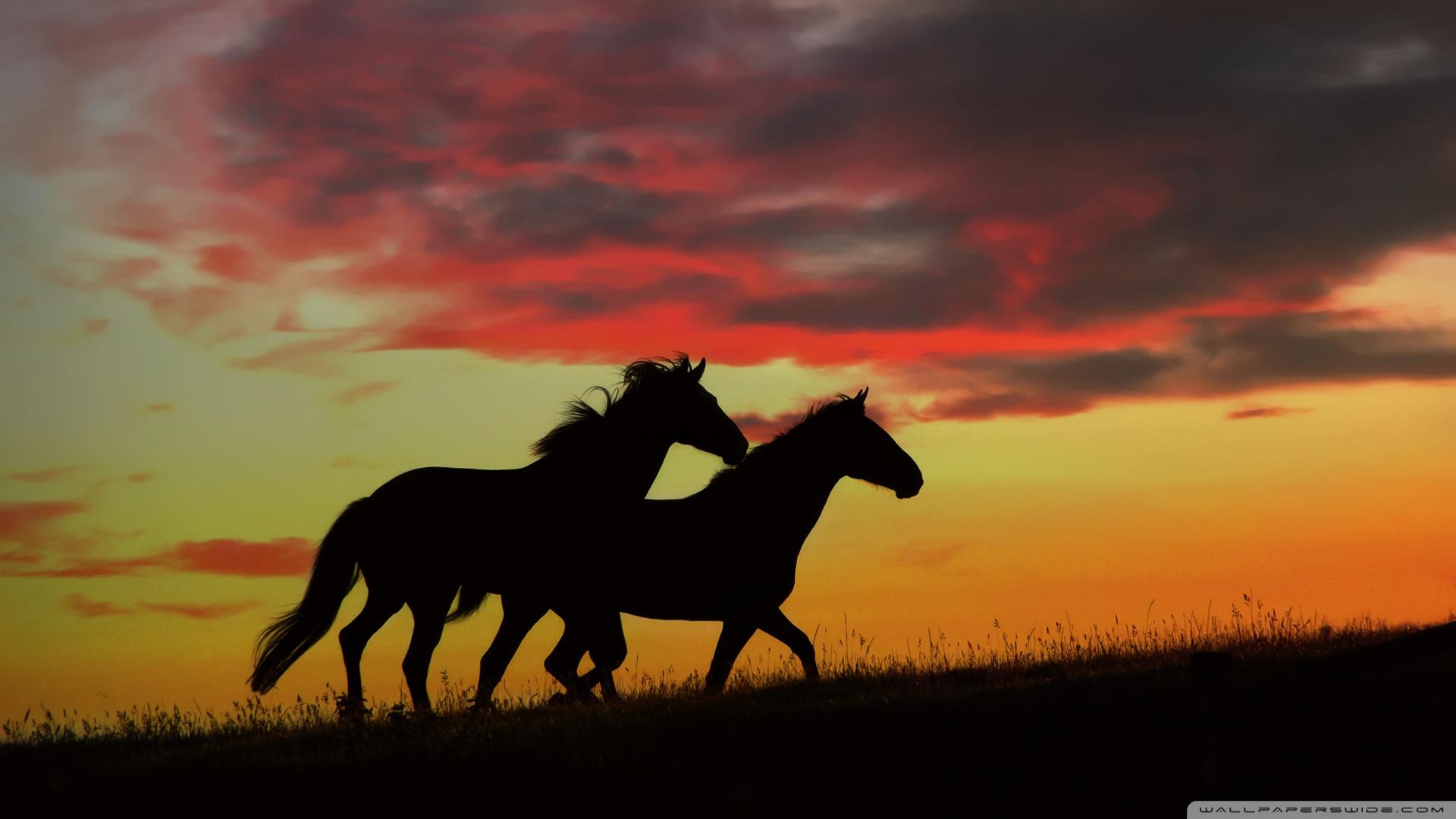 Wild Horses Running ❤ 4K HD Desktop Wallpaper for 4K Ultra HD TV