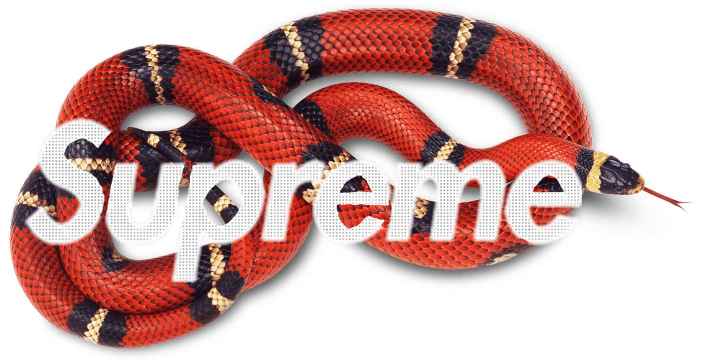 Gucci Snake Png Gallery X Gucci Png