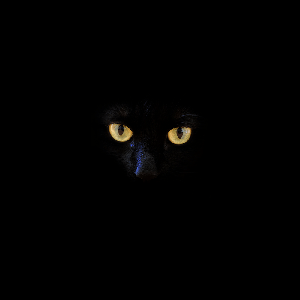Black Cat Picture. Download Free Image