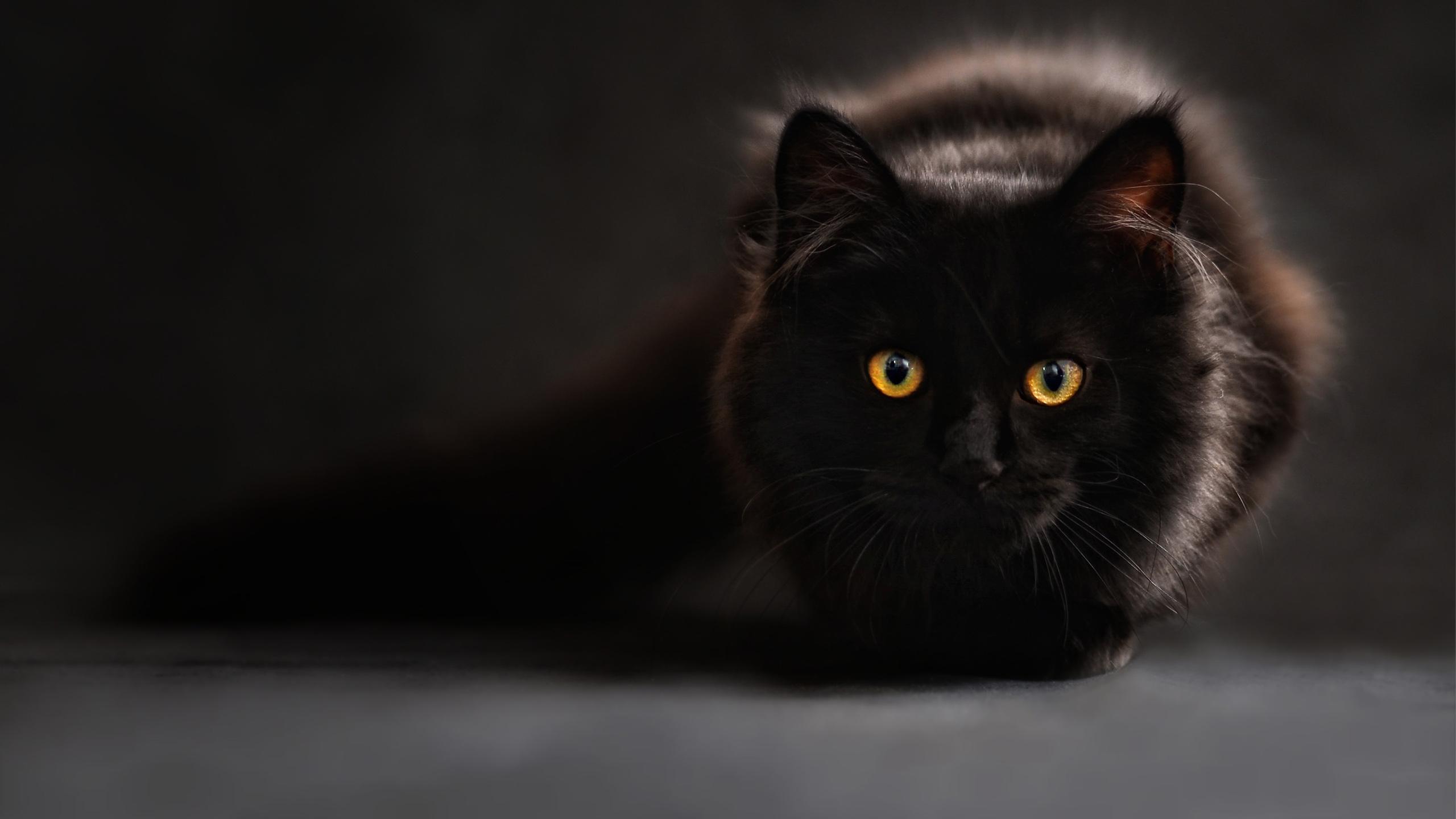 Download Gambar Hd Wallpapers Cute Black Cat terbaru 2020