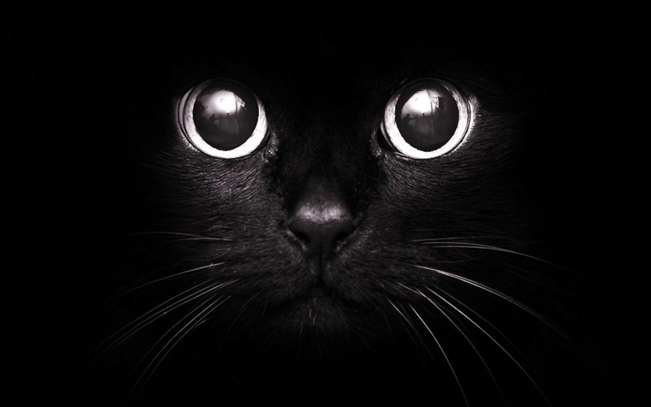 Black Cats HD Live Wallpaper for Android