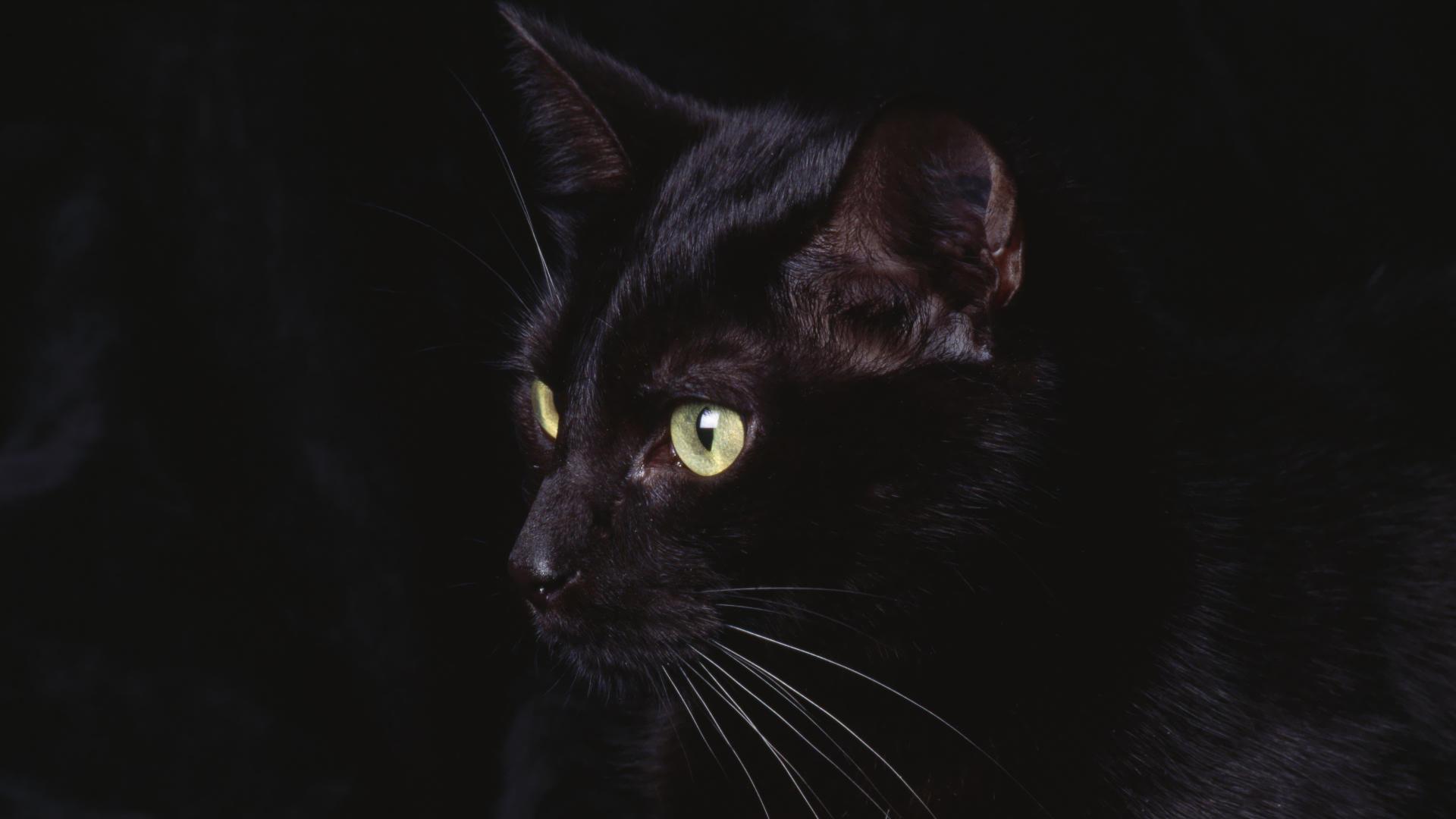 Black Cat in the Dark HD wallpaper