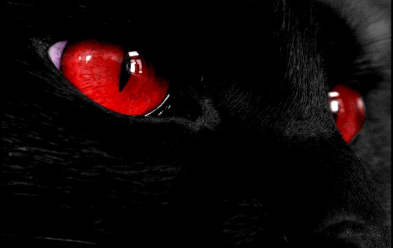 Black Cat Red Eyes HD Wallpaper