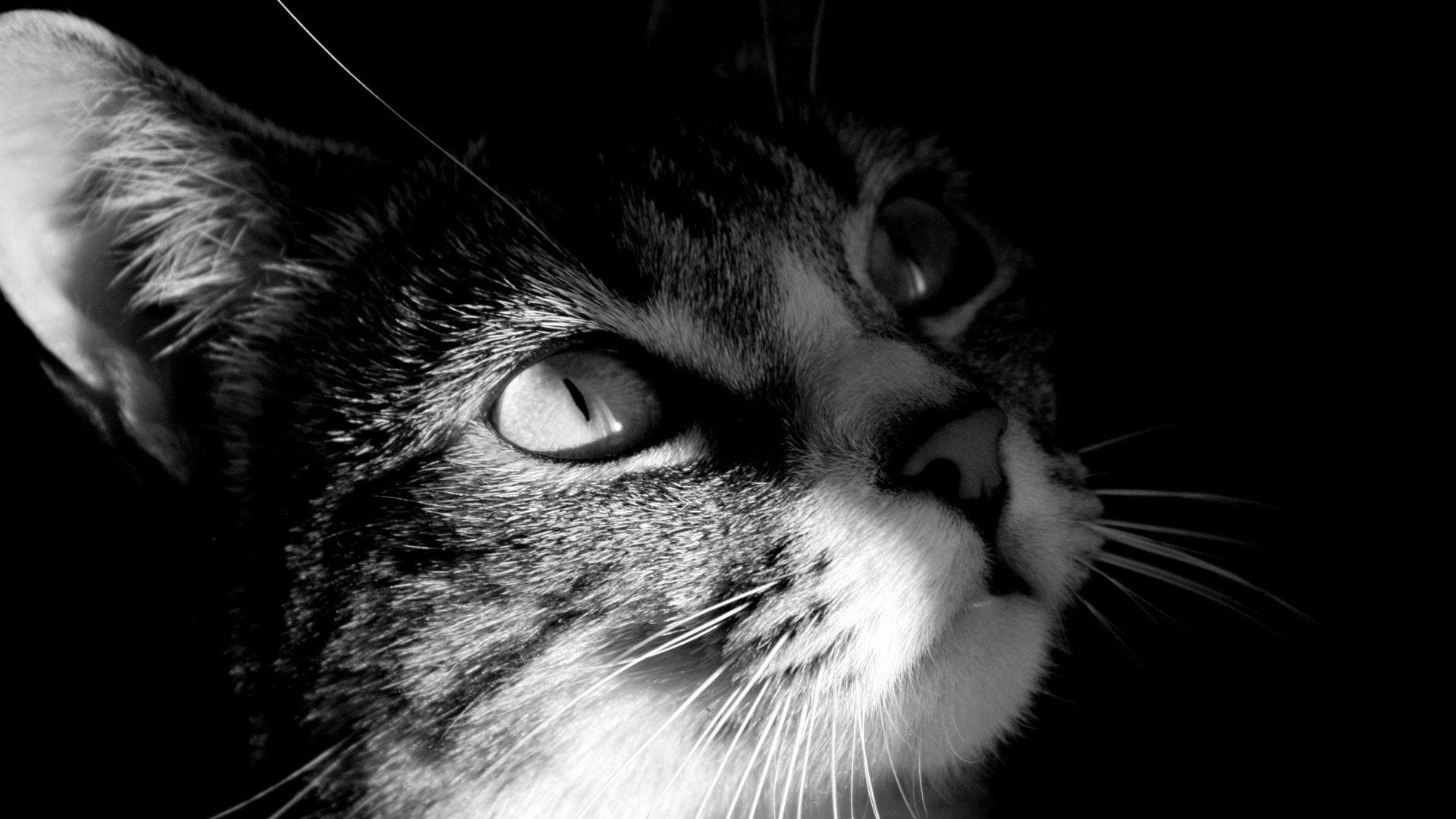 New Cats Wallpaper Download 79 Cute Cat Pics & HD Image Free