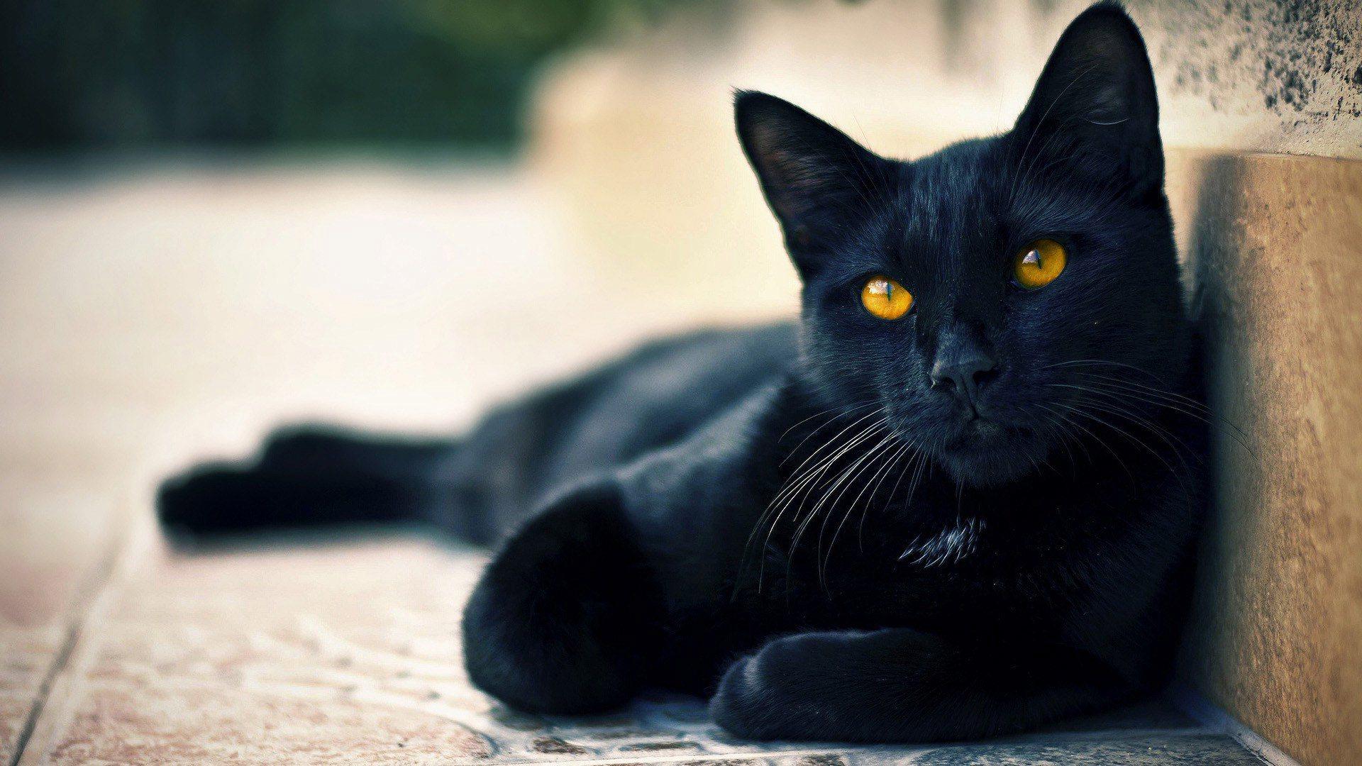 black cats wallpaper