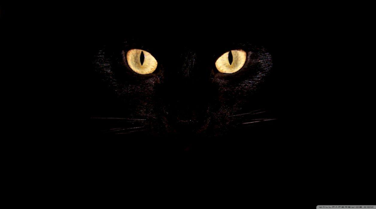 Black Cat HD Wallpaper (image in Collection)