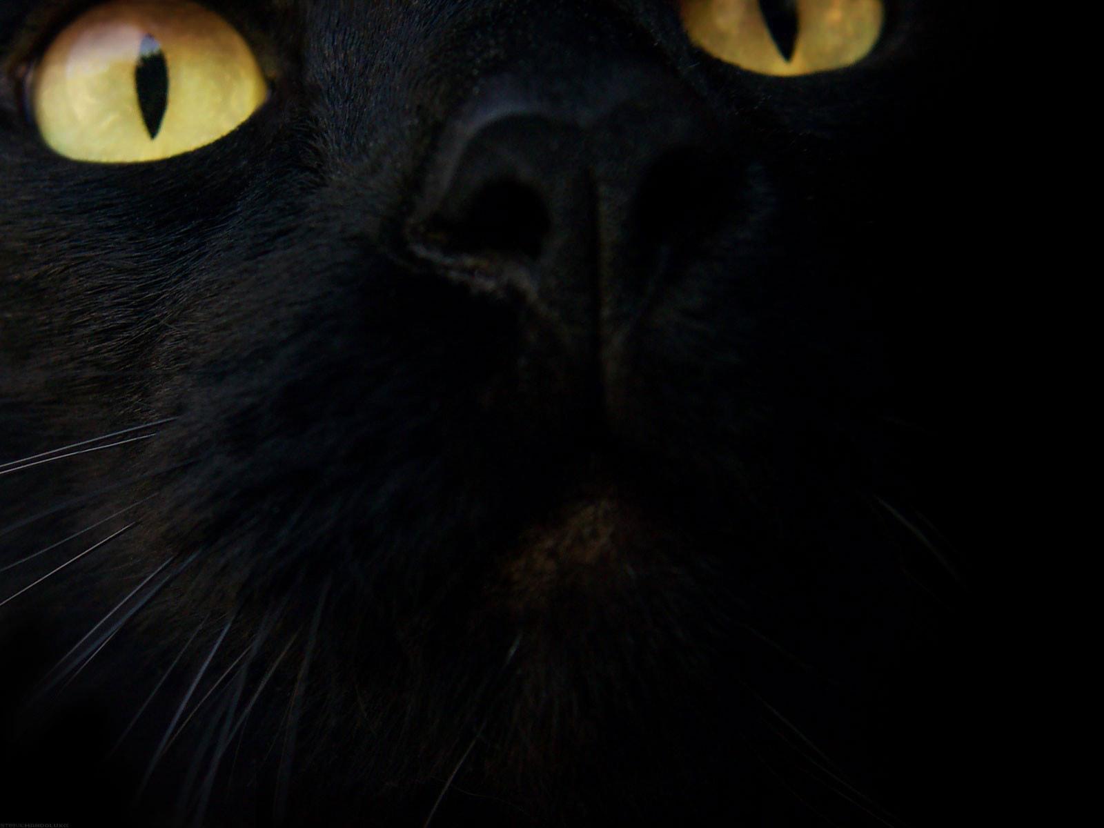 Cool Black Cat Image in 4K Ultra HD