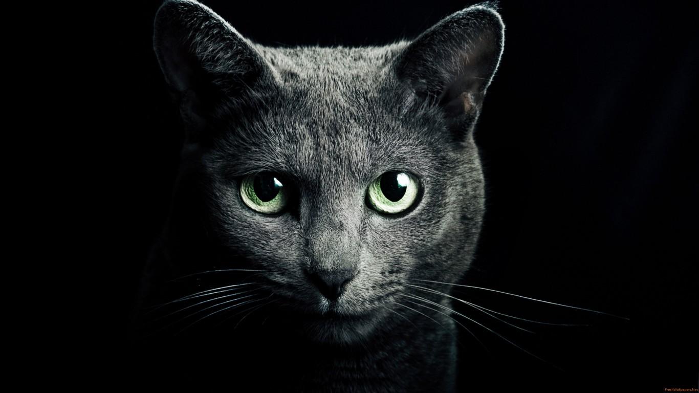 Black Cat Green Eyes Close Up wallpaper