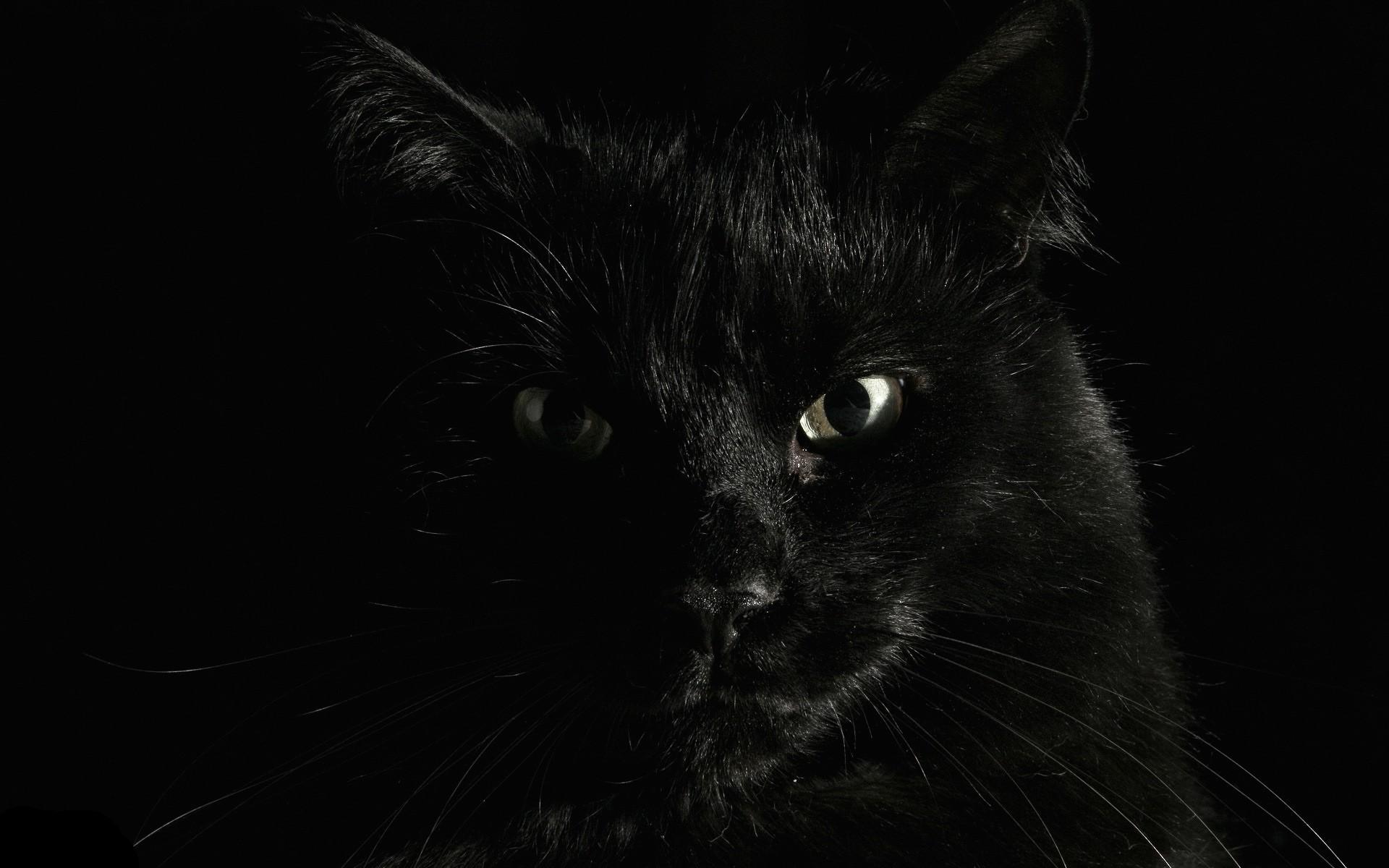 animals cat black cats wallpaper and background. Animal
