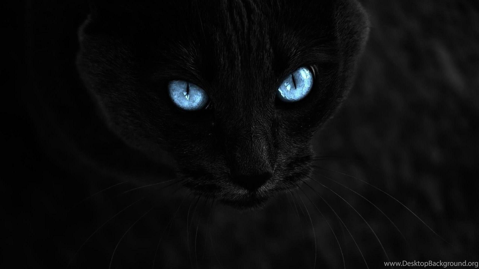 Cat, Selective Coloring, Animals, Blue Eyes, Black Cats Wallpaper