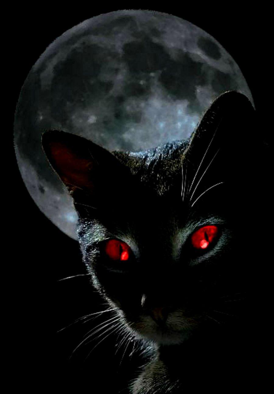 Black Cat Red Eyes HD Wallpaper