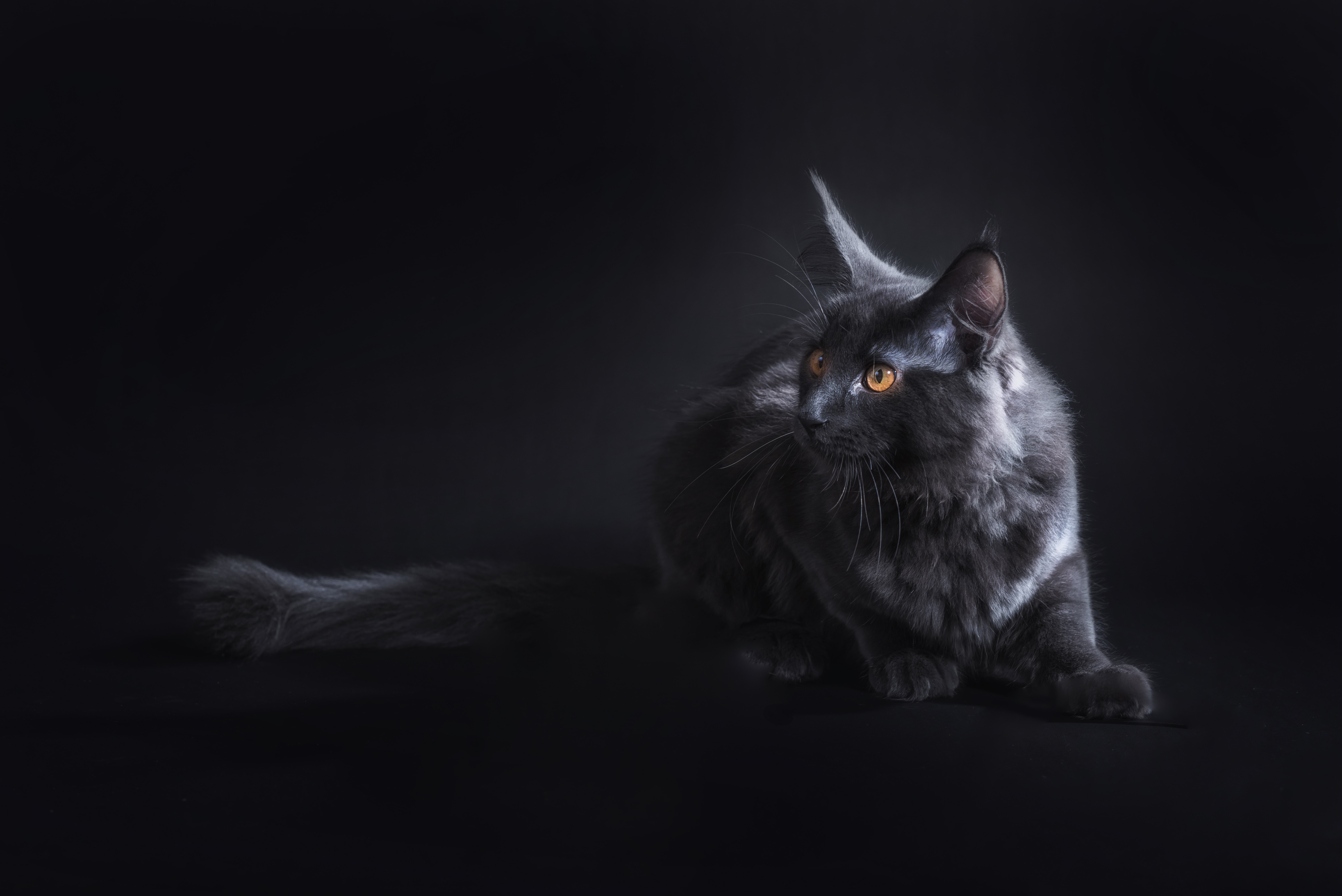 Black Cat Wallpaper 5k Retina Ultra HD Wallpaper. Background Image